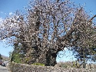 stagno della NaveCastagno Castanea sativa  20100402 165